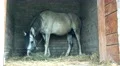 Horse in Farm Ranch Box  4k or 4k+ Resolution
