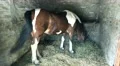 Horse in Farm Ranch Box 4k or 4k+ Resolution