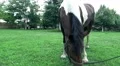 Horse in Farm Ranch  4k or 4k+ Resolution