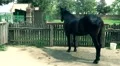 Horse in Farm Ranch 4k or 4k+ Resolution