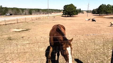 Horse on a farm walks close to camera at a fence traffic in the background Stock Footage 174910079