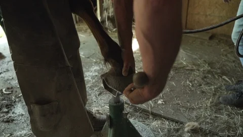 Horse farrier using a rasp to file down the front hoof toe of a horse and Stock Footage 110722584