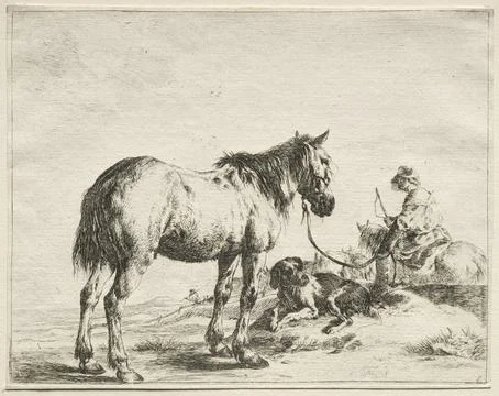 A Horse Fastened to a Stake. Dirck Stoop (Dutch, c. 1618-1681). Etching; Stock Illustration