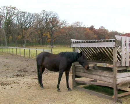 Horse Feeding Stock Footage 283404