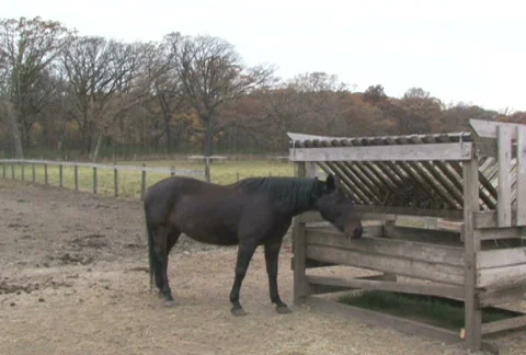 Horse Feeding Stock Footage 283985