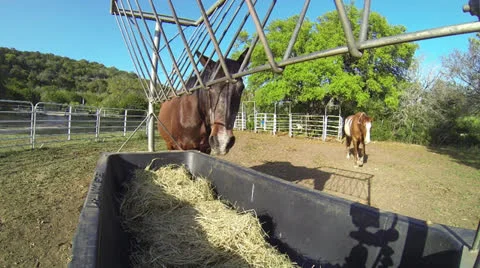 Horse Feeding Stock Footage 22534585
