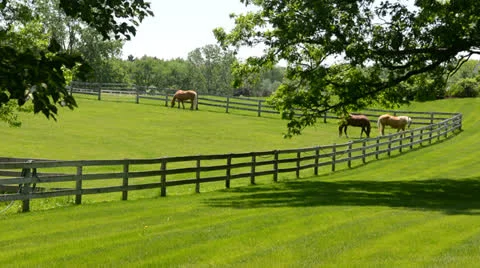 Horse Feeding Stock Footage 24771460