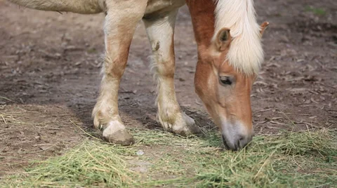 Horse feeding Stock Footage 34580583