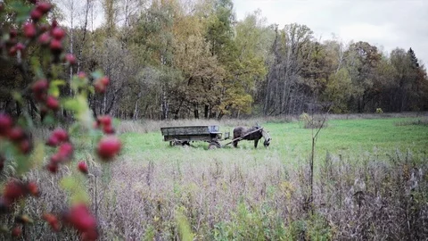 Horse feeding Stock Footage 83772701