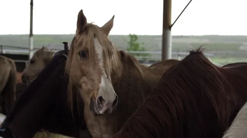Horse Feeding Horse Eats Grass. Horses At Horse Farm Stock Footage 80385346