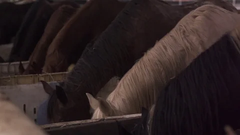 Horse Feeding Horses Eats Grass. Horses At Horse Farm Stock Footage 80385083