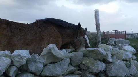 Horse feeding on a windy winter day, Spain Stock Footage 112433556