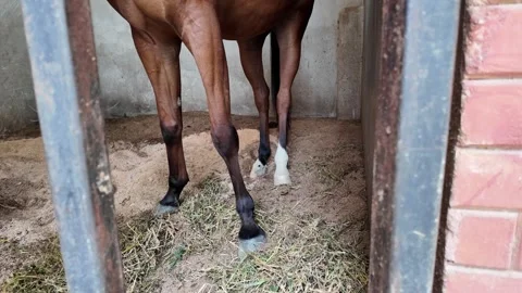 Horse feet in the barn Stock Footage 343377437