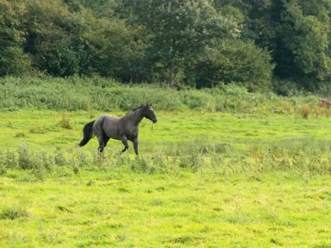 Horse in feild Stock Photos