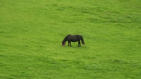 Horse in a field (1) Stock Footage 12682512
