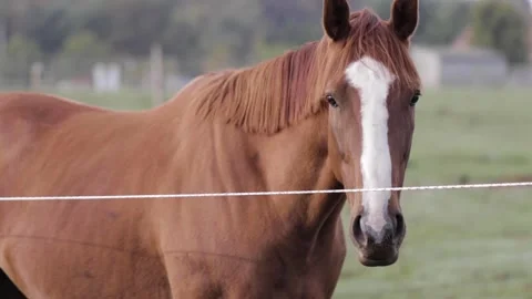 Horse in Field 11 Video stock 260761324