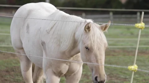 Horse in Field 12 Video stock 260761327