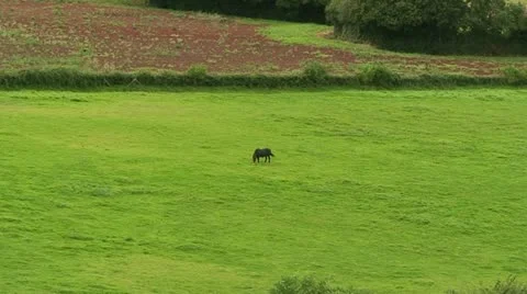 Horse in a field (2) Stock Footage 12682507