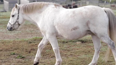 Horse in Field 2 Video stock 260761331