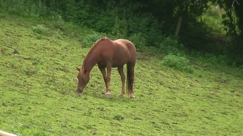 Horse in a field (3) Stock Footage 12682668