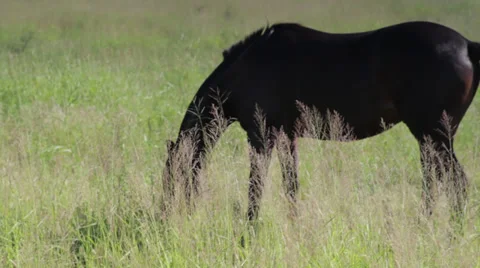 Horse in Field 3 Stock Footage 23797277