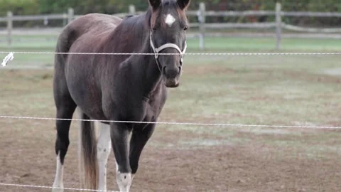 Horse in Field 3 Video stock 260761276