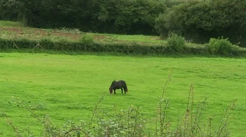 Horse in a field (4) Stock Footage 12683126