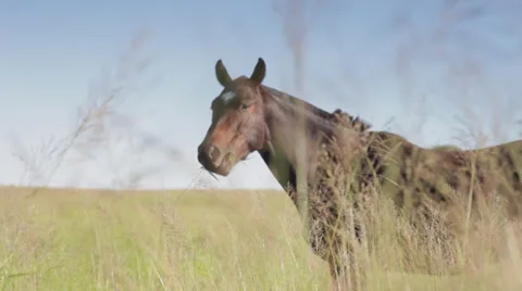 Horse in Field 4 Stock Footage 23790787