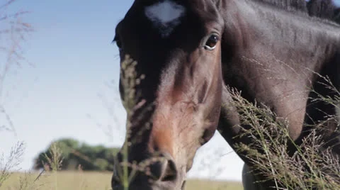 Horse in Field 5 Stock Footage 23793311