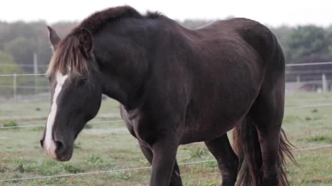 Horse in Field 5 Video stock 260761310