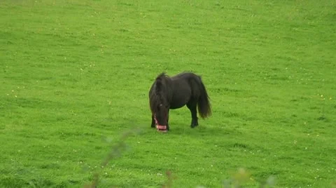 Horse in a field (6) Stock Footage 12683249
