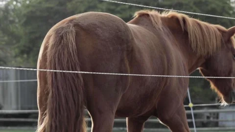 Horse in Field 6 Video stock 260761280