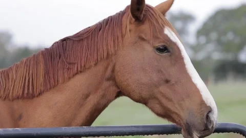 Horse in Field 7 Video stock 260761309