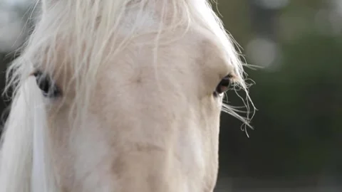 Horse in field 8 Video stock 260761306