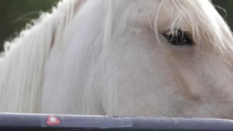Horse in field 9 Video stock 260761303