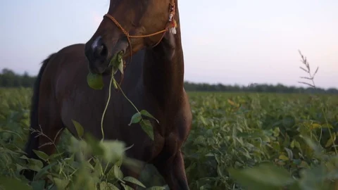 Horse on a field close look slow motion Stock Footage