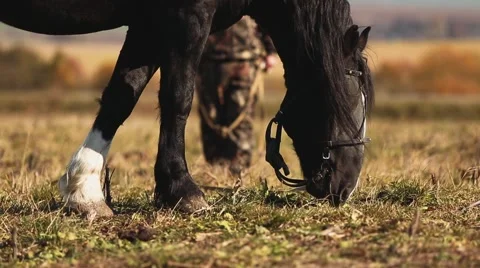 Horse in field closeup Stock Footage 58259048
