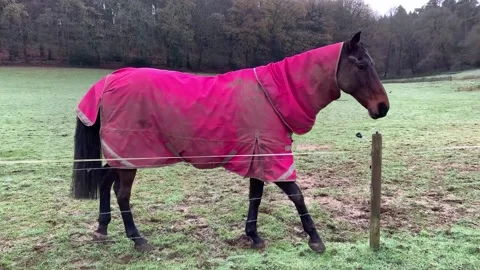 Horse on the field in coat Stock-Footage 227904246