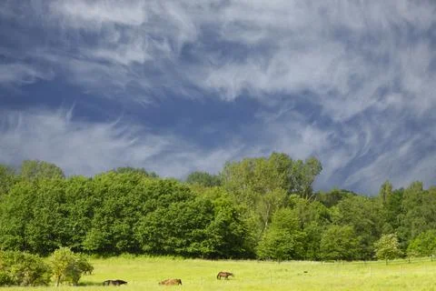 Horse on a field  in denmark Stock Photos