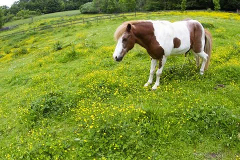 Horse on a field  in denmark Stock Photos