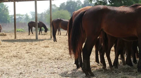 Horse on the field. eat thatch Stock Footage 37113096