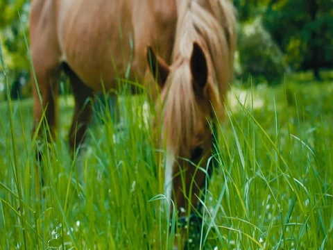 Horse on the field eating green grass Stock Footage