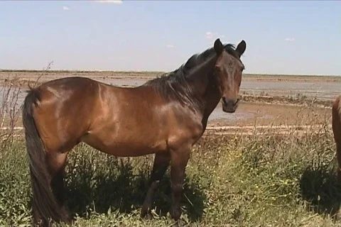 Horse  in the field Stock Footage 113955