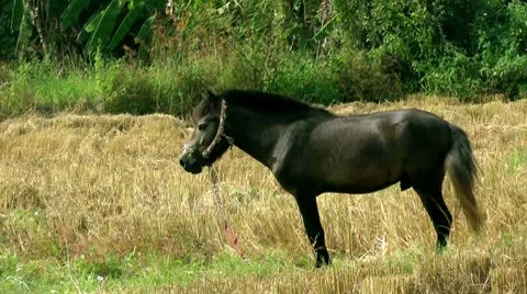 A horse in a field Stock Footage 10571410