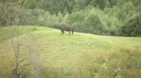 Horse in field Stock-Footage 11884118