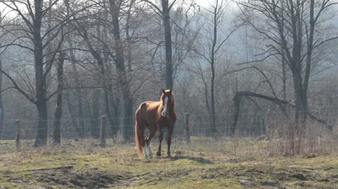 Horse in the field Video stock 22871272