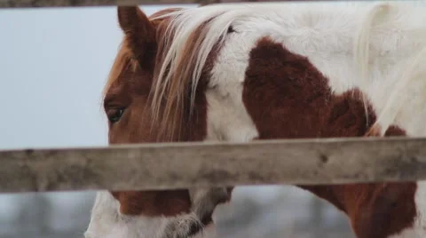 Horse in Field Stock Footage 45512477