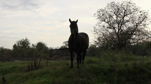 Horse on a field Stock Footage 47256818