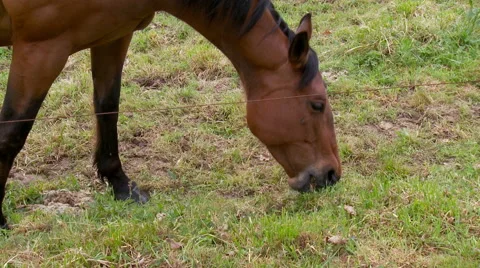 Horse in field Stock Footage 48669457