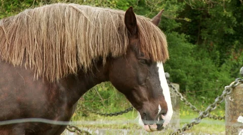 Horse in field Stock Footage 48669531